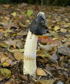 You will likely smell a stinkhorn before you see it!