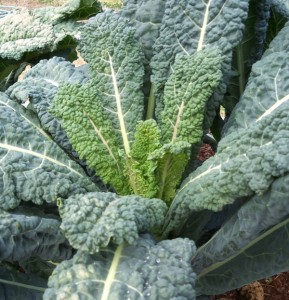 Tuscan Kale