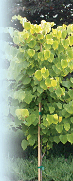 Cercis canadensis 'Hearts of Gold' JC Raulston Arboretum © 