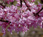 Cercis canadensis 'Hearts of Gold' JC Raulston Arboretum© 