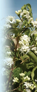 Heptacodium miconioidesSean P. Bostic, Hunters Branch Farm LLC © 