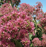 Heptacodium miconioidesSean P. Bostic, Hunters Branch Farm LLC © 