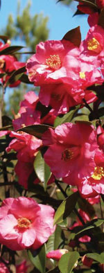 x Camillia 'Crimson Candles' CamelliaWeb© 
