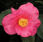 x Camillia 'Crimson Candles'GossettsNursery© 