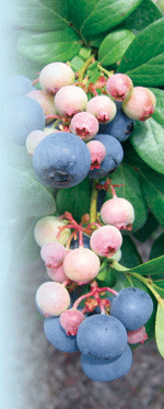 blueberry plant with fruit