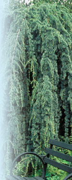 Cedrus atlantica 'Glauca Pendula' Robert E. Lyons © 