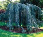 Cedrus atlantica 'Glauca Pendula' Robert E. Lyons ©