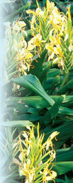 Hedychium 'Lemon Beauty'Robert E. Lyons © 