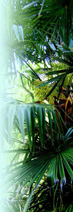 Trachycarpus fortuneiJC Raulston Arboretum ©