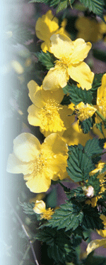 Kerria japonica Thomas G. Ranney © 