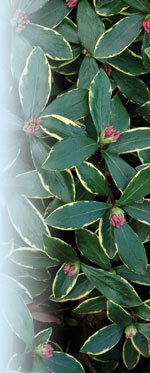 Daphne odora 'Aureomarginata' JC Raulston Arboretum© 