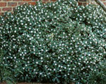 Daphne odora 'Aureomarginata' JC Raulston Arboretum©