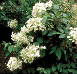 Hydrangea paniculata "White Moth' Robert E. Lyons© 