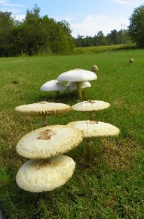 Mushrooms growing in the lawn are not a cause for concern. 