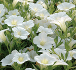 Petunia Superfinia 'Mini-Mini White'Dennis Werner © 