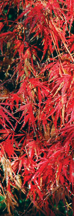 Acer palmatum JC Raulston Arboretum © 