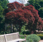 Acer palmatum JC Raulston Arboretum © 