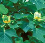 Liriodendron tulipifera Robert E. Lyons © 