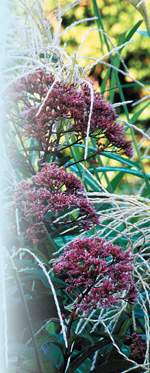 Joe-Pye Weed Photo by Robert E. Lyons