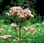 Joe-Pye Weed Photo by Robert E. Lyons