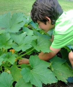boy picking squash