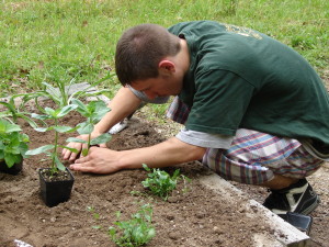 Young Man Planting at Bullington Gardens