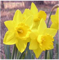 'St. Keverne' is one of the best daffodils for southern landscapes. 