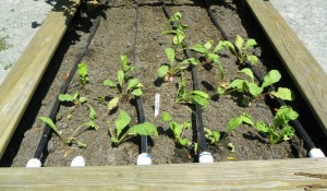 Permanent drip irrigation systems can be installed in raised beds and gardens to provide durable and reliable watering. 