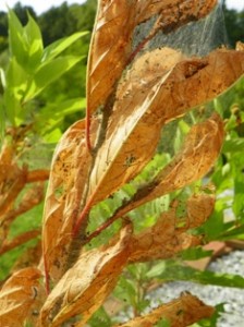 When small, fall webworms only eat the leaf surface, causing the remaining part of the leaf to turn brown. 