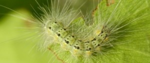 Fall webworm