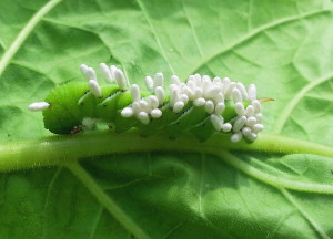 This hornworm was parasitized by braconid wasps. Although the white bodies look like “eggs”,  they are actually tiny wasp cocoons. Photo: Demetri Tsiolkas
