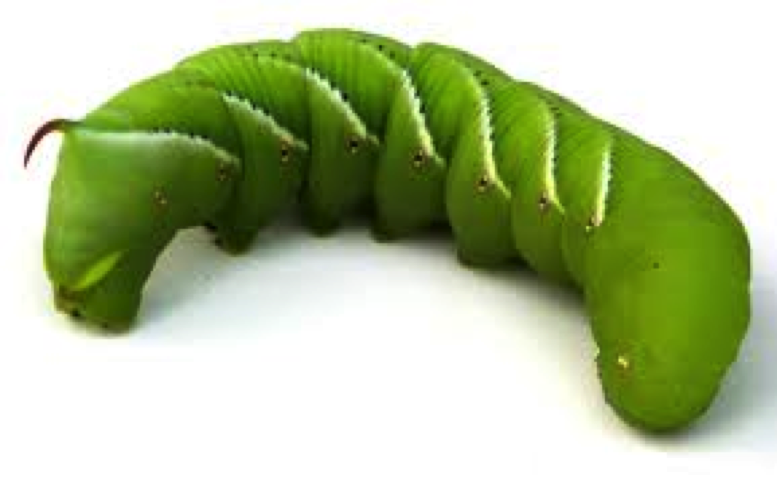 download green hornworm download green hornworm