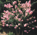 Hybrid Crape Myrtle Photo by J.C. Raulston