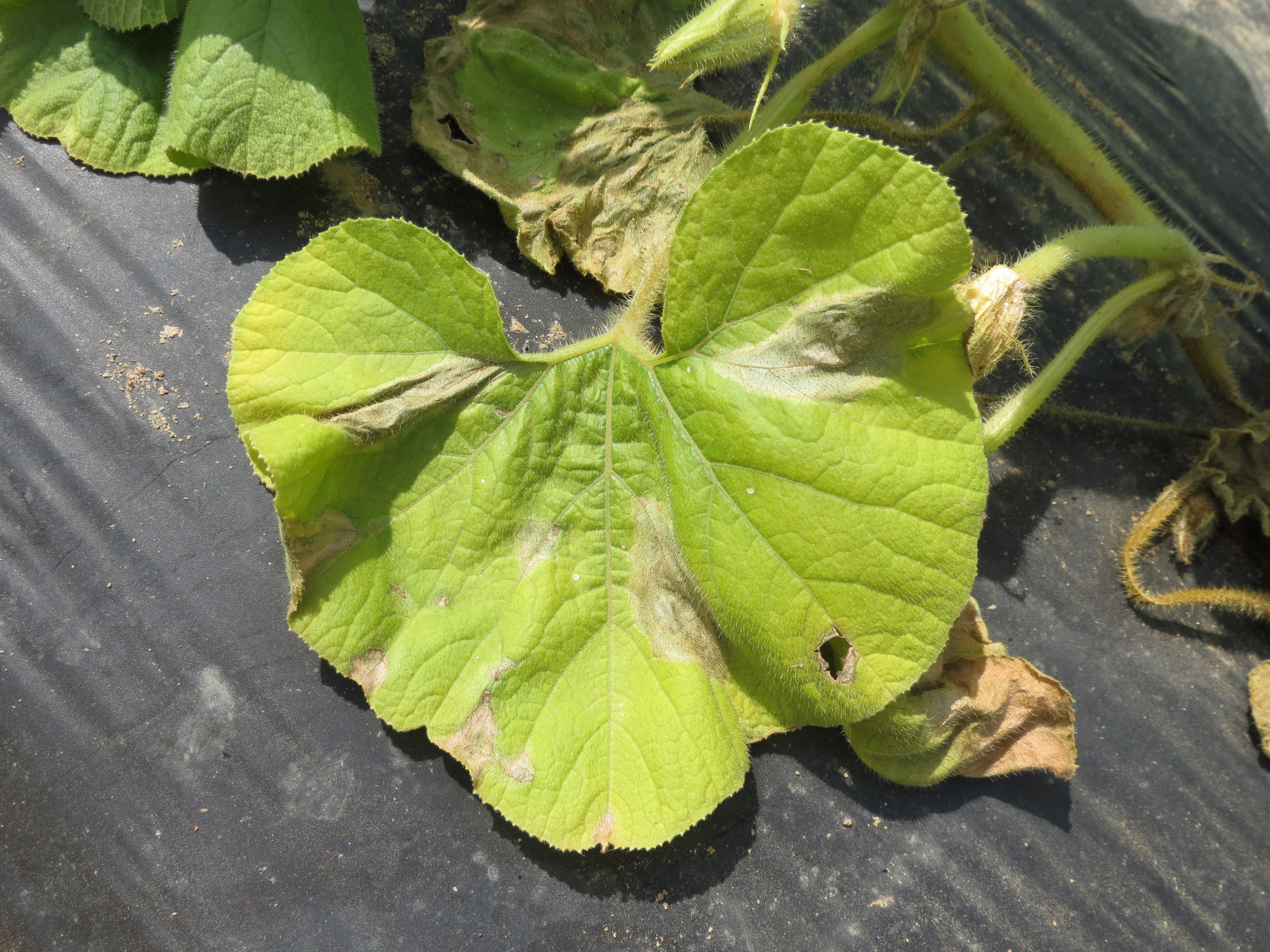 Phytophthora capsici leaf blight on squash leaf (Photo Dr. Lina Quesada, NCSU Vegetable Pathology Lab).
