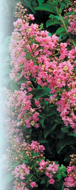 HopiPhoto by Robert E. Lyons