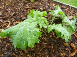 Kale plant