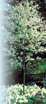 'Amelanchier' Photo by JC Raulston