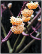 Edgeworthia chrysanthaRobert E. Lyons