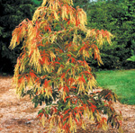 SourwoodPhoto by Robert E. Lyons 