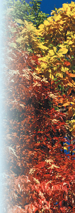 SourwoodPhoto by Robert E. Lyons