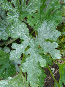 Powdery Mildew - Image by Kathleen Moore