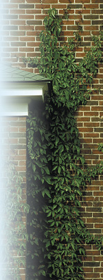 Parthenocissus quinquefolia Photo by Robert E. Lyons