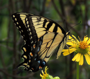 Tiger Swallowtail image by John Gerwin