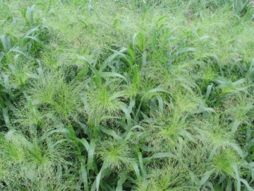 Panicum elegans 'Frosted Explosion'