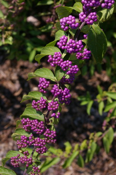 Callicarpa dichotoma 'Early Amethyst'