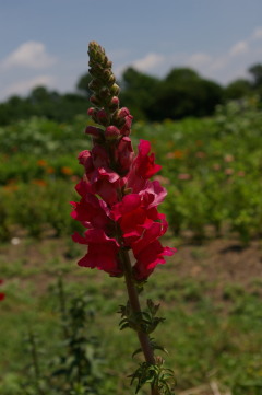 Antirrhinum 'Calima Deep Rose'