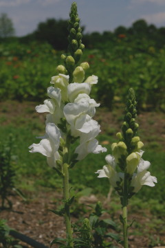 Antirrhinum 'Calima Pure White'