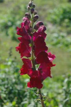 Antirrhinum 'Opus Bright Red'