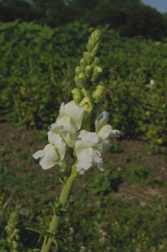 Antirrhinum 'Opus Fresh White'