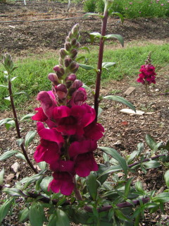 Antirrhinum_Potomac_Crimson